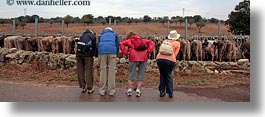 animals, butts, cows, emotions, europe, groups, horizontal, humor, italy, panoramic, puglia, rows, tourists, photograph