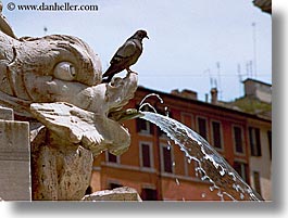 birds, europe, fish, fountains, horizontal, italy, rome, photograph