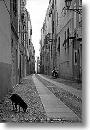 alghero, black and white, dogs, europe, italy, sardinia, streets, vertical, photograph