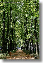 europe, florence, italy, lined, paths, trees, tuscany, vertical, photograph