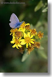 butterflies, europe, flowers, italy, tuscany, vertical, photograph