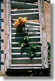 europe, flowers, italy, roses, shutters, tuscany, vertical, windows, photograph
