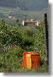 crates, europe, fattoria lavacchio, grapes, italy, towns, tuscany, vertical, vineyards, photograph