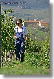 europe, fattoria lavacchio, grapes, italy, men, pickers, towns, tuscany, vertical, photograph
