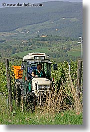 europe, fattoria lavacchio, grapes, italy, pickers, towns, tuscany, vertical, photograph