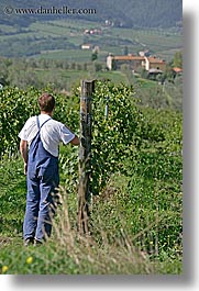 europe, fattoria lavacchio, grape vines, grapes, italy, men, pickers, towns, tuscany, vertical, photograph