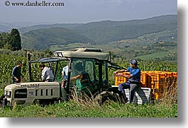 europe, fattoria lavacchio, grapes, horizontal, italy, men, pickers, towns, trucks, tuscany, photograph