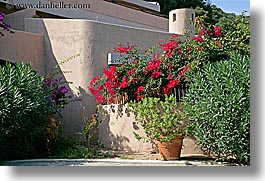 bougainvilleas, buildings, europe, flowers, horizontal, houses, isola giglio, italy, towns, tuscany, photograph