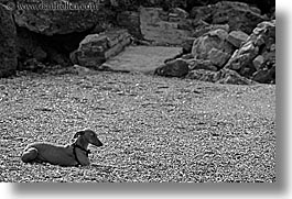 animals, beaches, black and white, dachsund, dogs, europe, horizontal, isola giglio, italy, towns, tuscany, photograph