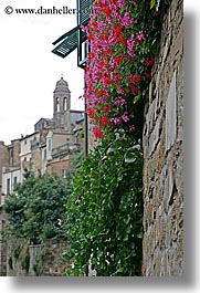 bell towers, europe, flowers, italy, montalcino, stones, towns, tuscany, vertical, walls, photograph