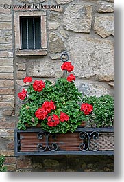 europe, flowers, geraniums, italy, montalcino, stones, towns, tuscany, vertical, walls, windows, photograph