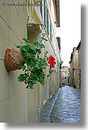 cobblestones, europe, flowers, geraniums, italy, montalcino, towns, tuscany, vertical, photograph