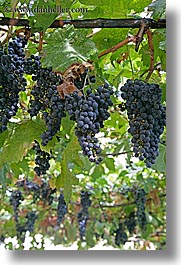 europe, grapes, italy, montalcino, red, towns, tuscany, vertical, vines, photograph