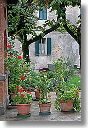 europe, flowers, gardens, geraniums, italy, montalcino, potted, towns, tuscany, vertical, photograph