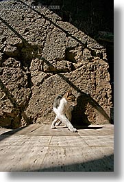 cats, europe, italy, pitigliano, shadows, towns, tuscany, vertical, photograph