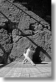 black and white, cats, europe, italy, pitigliano, shadows, towns, tuscany, vertical, photograph