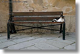 benches, cats, europe, horizontal, italy, populonia, towns, tuscany, photograph
