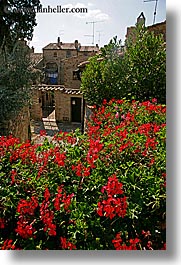 europe, flowers, houses, italy, san quirico, towns, tuscany, vertical, photograph
