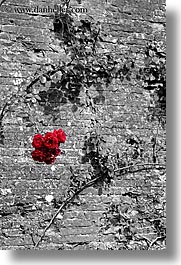 abstracts, bricks, europe, flowers, italy, red, roses, scarperia, stones, towns, tuscany, vertical, photograph