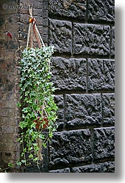 europe, hangings, italy, plants, siena, stones, towns, tuscany, vertical, photograph