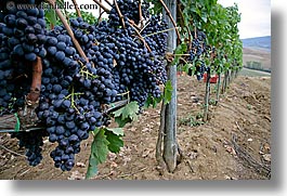 europe, grapes, horizontal, italy, red grapes, tuscany, vines, wineries, photograph