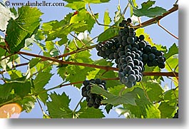 europe, grape vines, grapes, horizontal, italy, leaves, red grapes, sky, tuscany, vines, wineries, photograph