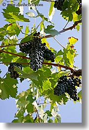 europe, grape vines, grapes, italy, leaves, red grapes, sky, tuscany, vertical, vines, wineries, photograph