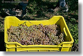 crates, europe, fruits, grapes, horizontal, italy, tuscany, white grapes, wineries, photograph