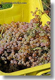 crates, europe, fruits, grapes, italy, tuscany, vertical, white grapes, wineries, photograph