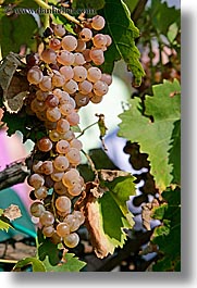 europe, grapes, italy, tuscany, vertical, vines, white grapes, wineries, photograph