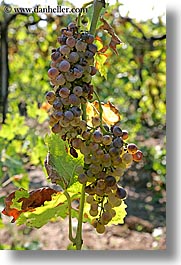 europe, fruits, grapes, italy, tuscany, vertical, vines, white grapes, wineries, photograph