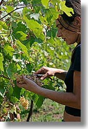 europe, grapes, italy, picking, sassotondo agritourismo, teenagers, tuscany, vertical, wineries, womens, photograph