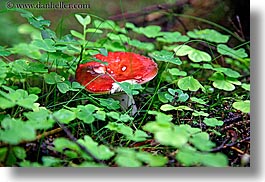 colors, europe, flowers, green, horizontal, mushrooms, poland, red, photograph