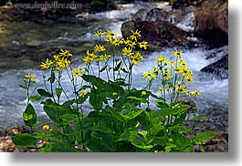 colors, europe, flowers, green, horizontal, poland, rivers, yellow, photograph