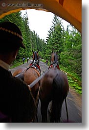 driving, europe, horses, nature, plants, poland, trees, vertical, photograph