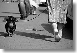 animals, black and white, dachsund, dogs, europe, horizontal, krakow, poland, walking, womens, photograph