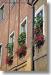 boxes, europe, flowers, krakow, nature, plants, poland, vertical, windows, photograph