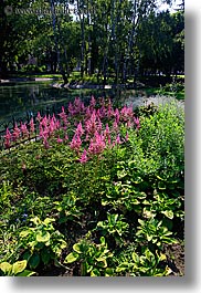 europe, flowers, krakow, nature, pink, plants, poland, pond, vertical, photograph