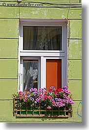 colors, europe, flowers, green, krakow, pink, poland, vertical, walls, windows, photograph