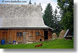 barn, buildings, cows, europe, grass, horizontal, lying, poland, zakopane, photograph