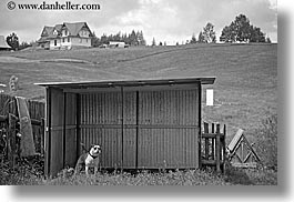 barking, black and white, dogs, europe, horizontal, poland, zakopane, photograph