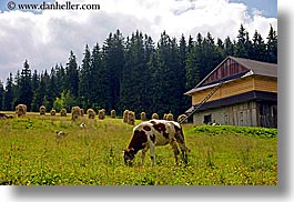 cows, europe, horizontal, pasture, poland, scenics, zakopane, photograph