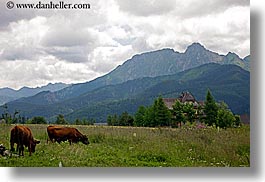 cows, europe, horizontal, mountains, pasture, poland, scenics, zakopane, photograph