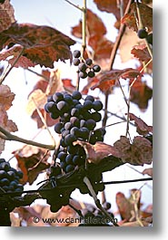 europe, grapes, portugal, scenics, vertical, western europe, photograph