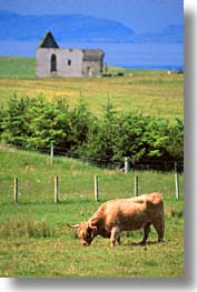 animals, cows, cowscows, england, europe, highlands, scotland, united kingdom, vertical, photograph