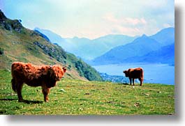 animals, cows, cowscows, england, europe, highlands, horizontal, scotland, united kingdom, photograph