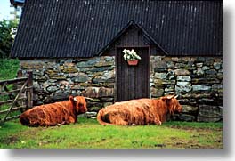 animals, cows, cowscows, england, europe, horizontal, lounging, scotland, united kingdom, photograph