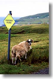 animals, england, europe, passing, place, scotland, sheep, united kingdom, vertical, photograph