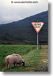 animals, england, europe, scotland, sheep, united kingdom, vertical, photograph