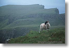 animals, england, europe, horizontal, scotland, sheep, united kingdom, photograph